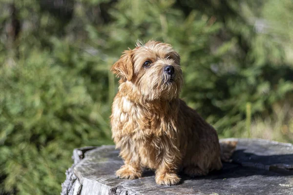 Norfolk terrier — Stock Photo, Image