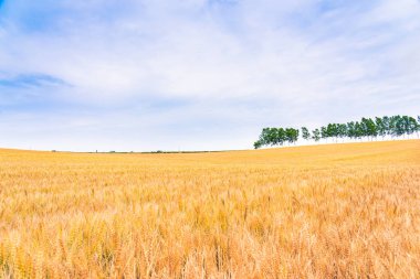 Arpa altın tarlaları ve yaz kırsal kesim Sahne arka planı