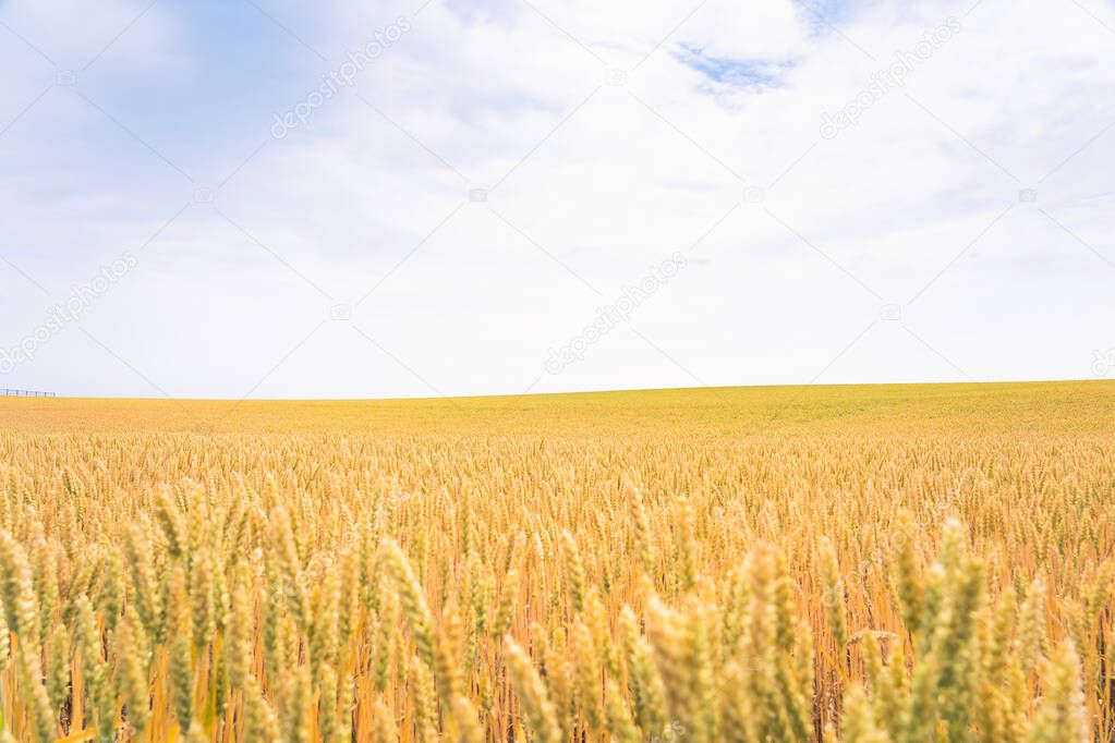 Barley golden fields and summer country side Scene background