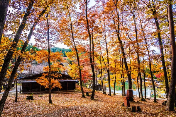 Otoño Temporada Paisaje Con Hojas Colores Fondo — Foto de Stock