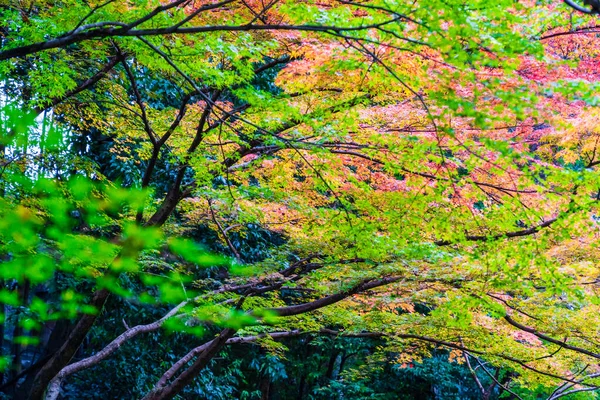 Podzimní Sezóna Krajina Barevnými Listy Pozadí — Stock fotografie