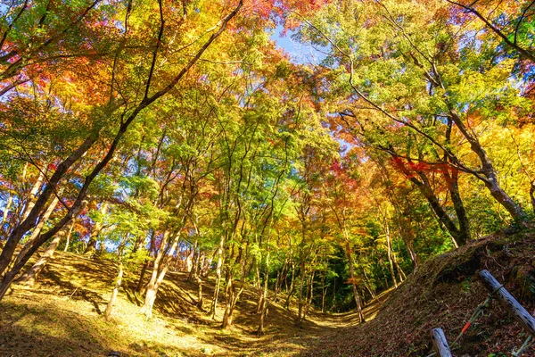 Paysage Automne Avec Fond Feuilles Colorées — Photo