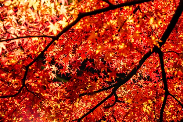 Jesienny Krajobraz Kolorowymi Liśćmi Tła — Zdjęcie stockowe