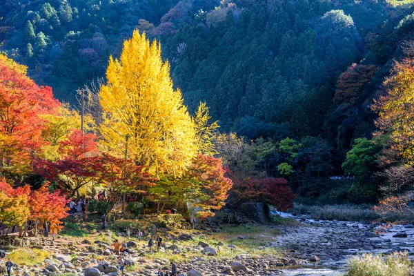 Editorial Paysage Saison Automne Avec Fond Feuilles Colorées — Photo