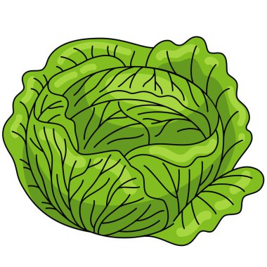 Lahana. Sebze. Sağlıklı Gıda. Diyet. Vejetaryen yemeği. Sağlıklı Yaşam Tarzı.