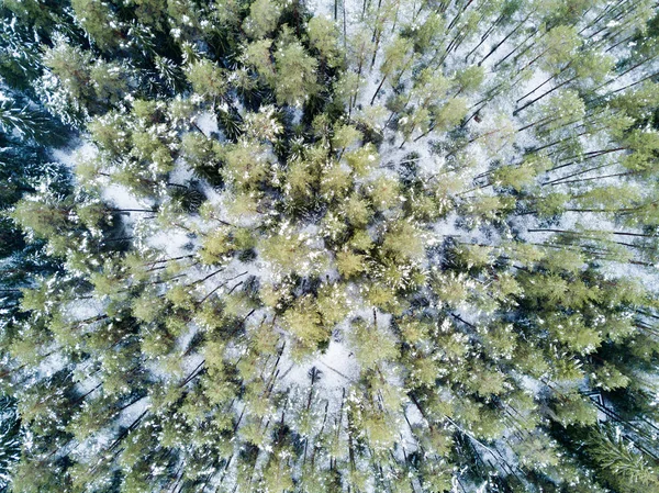 Aerial View Winter Forest Covered Snow Frost — Stock Photo, Image
