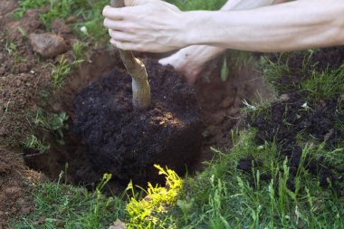Doğa koruma toprakta - genç ağaç dikme eller