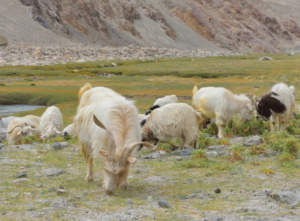 PAŞMİNA otlak Ladakh, Jammu ve Keşmir, Hindistan otlatma keçi