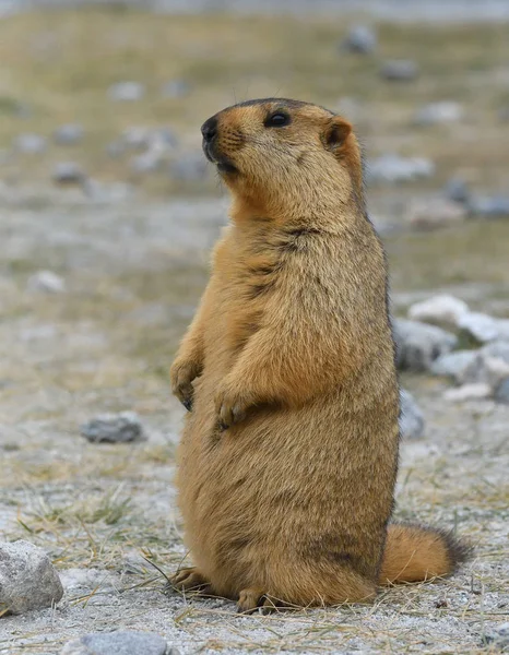 Himalaya dağ sıçanı Hindistan kurak Ladakh bölgesinde bulunan, yakın çekim 