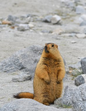A himalayan marmot rest among pebbles in Ladakh, region of Jammu and Kashmir, India   clipart