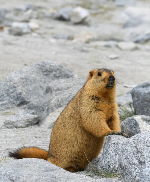 Himalaya dağ sıçanı Ladakh, Hindistan'ın kurak manzara içinde çakıl taşları arasında oturan 