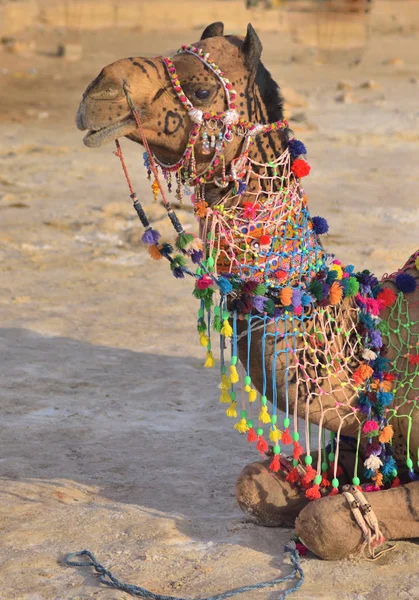 Cammello Decorato Rann Festival Kutch Gujarat India — Foto Stock