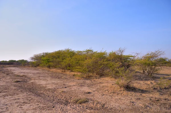 Thorny Vegetation Wild Ass Sanctuary Rann Kutch Gujarat India — ストック写真