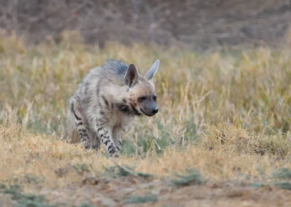 Iena Strisce Prateria Piccolo Rann Kutch — Foto Stock