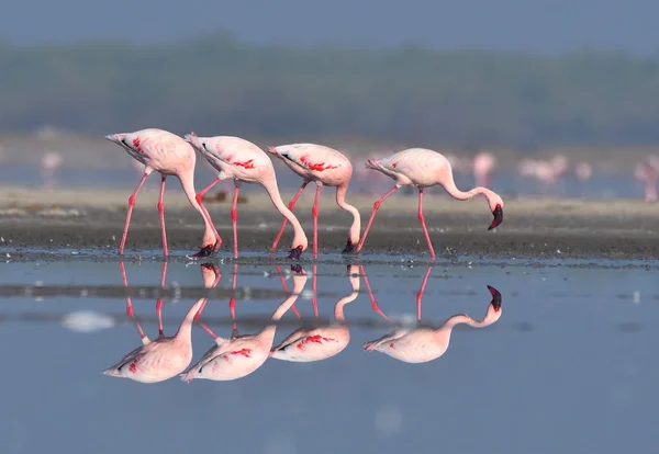 Gujarat, Hindistan 'da bir Flamingo sürüsü. 