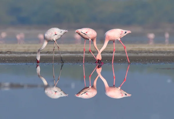 Küçük Kutch, Gujarat, Hindistan 'da beslenen flamingo grubu.