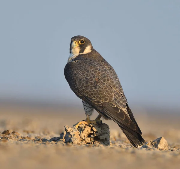 Perigrine Falcon Kutch Gujarat Hindistan Daki Küçük Rann Dinleniyor — Stok fotoğraf