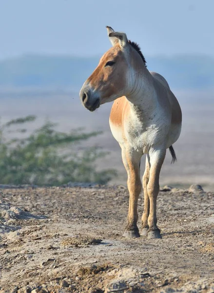 Alone Wild Ass Santuario Del Culo Salvaje Rancho Pequeño Kutch — Foto de Stock