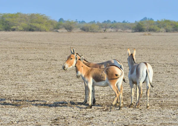 Asino Selvatico Nel Paesaggio Del Piccolo Rann Kutch Gujarat India — Foto Stock