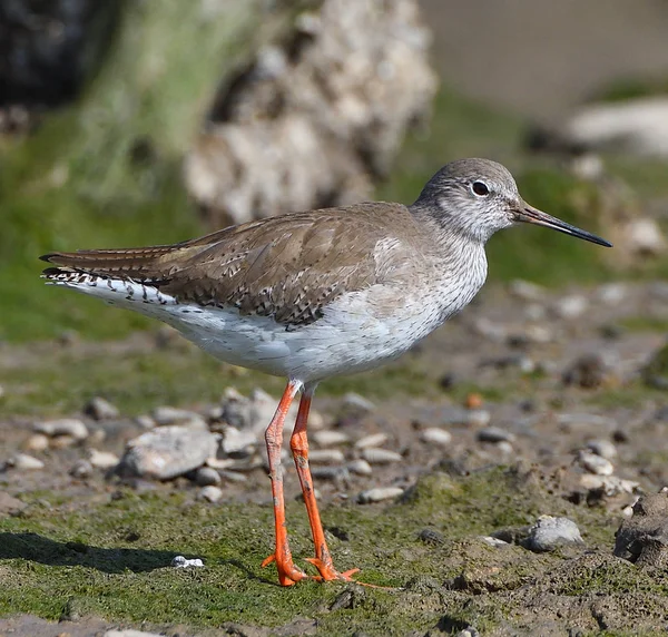 Common Redshank Shore Gujarat India — стоковое фото