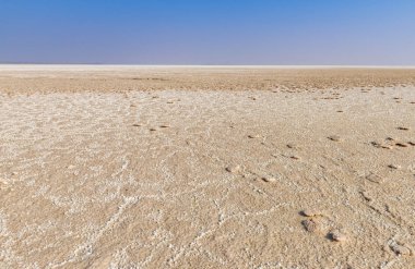 Kutch, Hindistan 'ın Büyük Çiftliği Manzarası 
