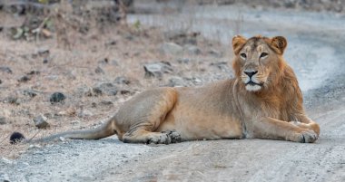 Erkek Asyalı Aslan, Gir Milli Parkı, Gujarat, Hindistan Ormanı 'nda dinleniyor.