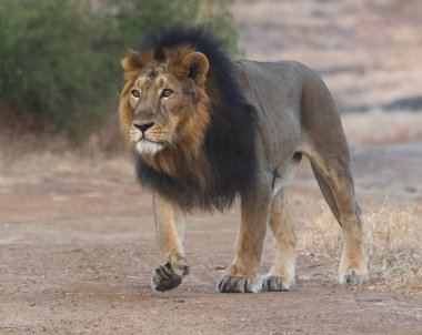 Sasan Gir, Gujarat, Hindistan 'daki olağanüstü Asyalı erkek aslan.