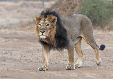 Yürüyen Asyalı Asyalı Aslan 'a yaklaşın Gir, Gujarat, Hindistan