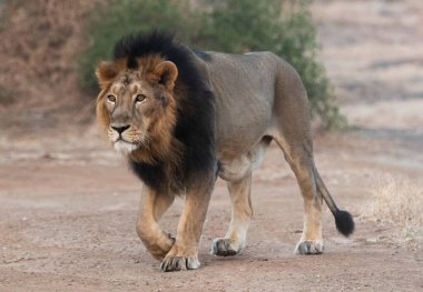 Büyük Erkek Asya Aslanı, In Gir, Gujarat, Hindistan 