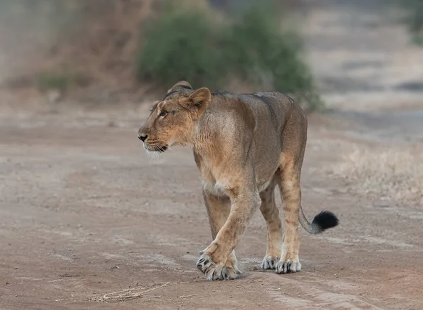 Leone Asiatico Femminile Gir Gujarat India — Foto Stock