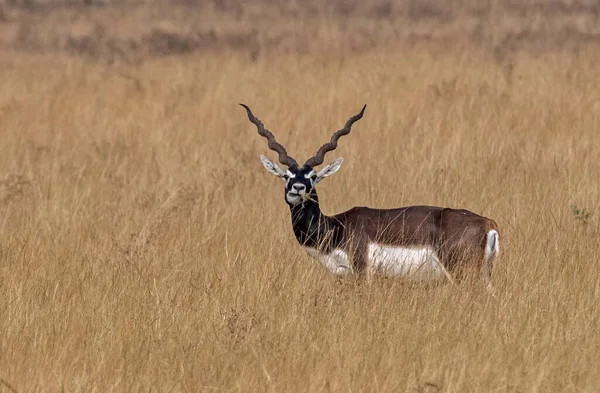 Blackbuck Maschio Blackbuck National Park Velavedra Gujarat India — Foto Stock