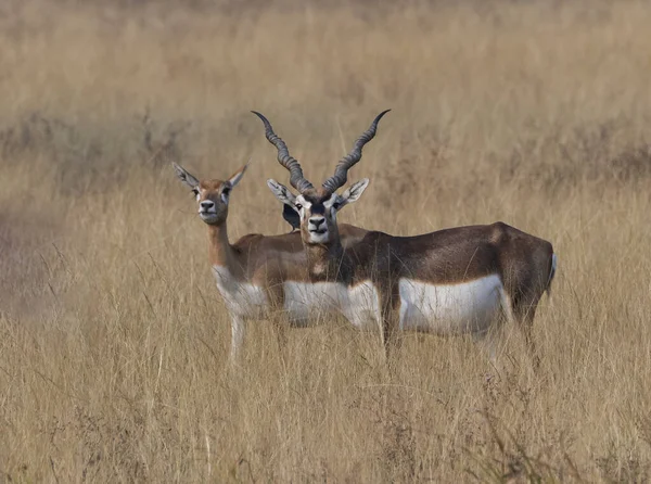 Parco Nazionale Blackbuck Velavedra Gujarat India — Foto Stock