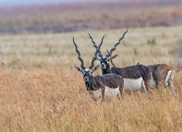 Due Blackbucks Maschi Blackbuck National Park Velavedra Gujarat India — Foto Stock