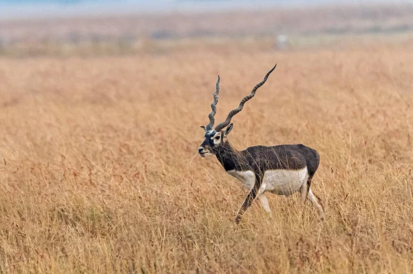 Blackbuck Ulusal Parkı Gujarat Hindistan Erkek Blackbuck — Stok fotoğraf