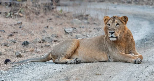 Férfi Ázsiai Oroszlán Pihenés Erdőben Gir Nemzeti Park Gujarat India Stock Kép