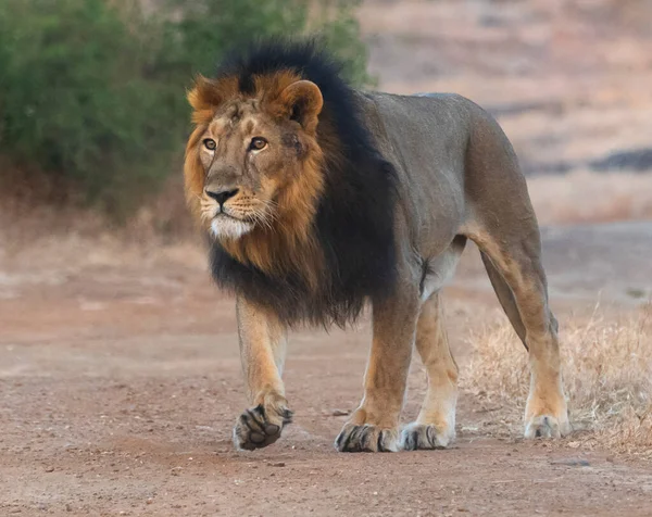 Μεγεθυντικό Αρσενικό Ασιατικό Λιοντάρι Στο Sasan Gir Gujarat Ινδία Εικόνα Αρχείου