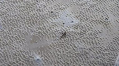 Çamur üzerinde uçan çamur Kaptan.