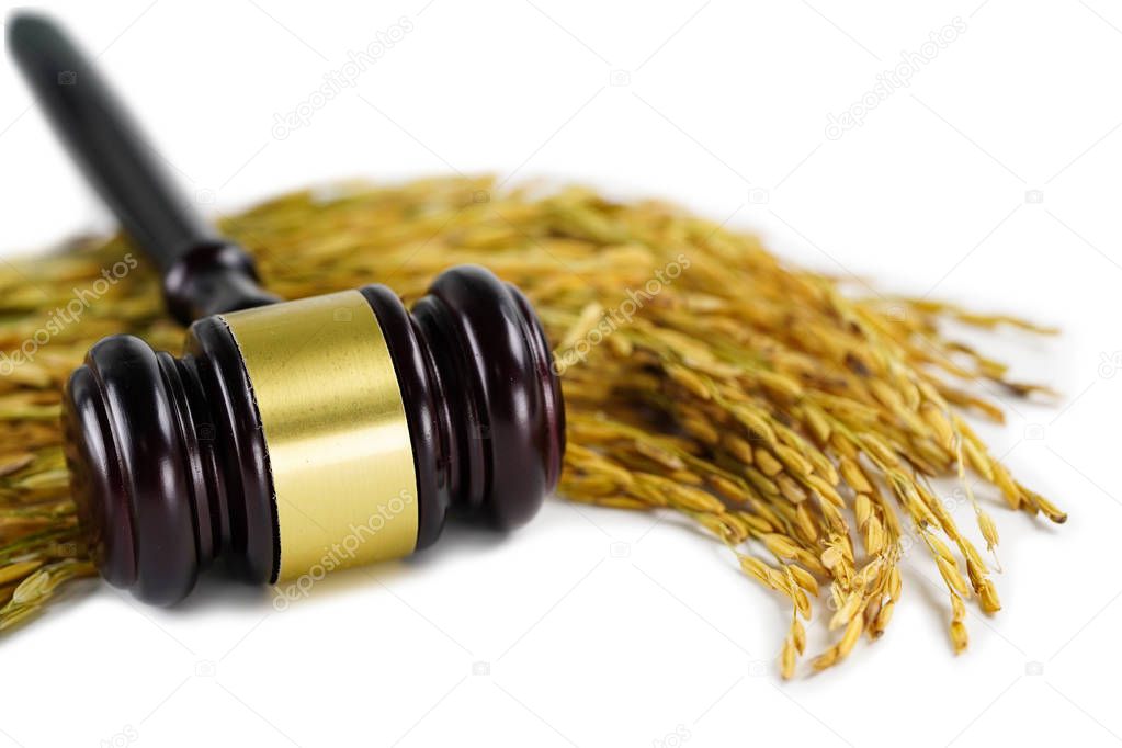 Judge hammer with gold grain from agriculture farm. Law and justice court concept.