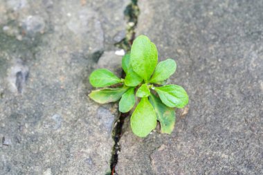 Büyüme İş kavramı: filiz beton dışında büyüyen