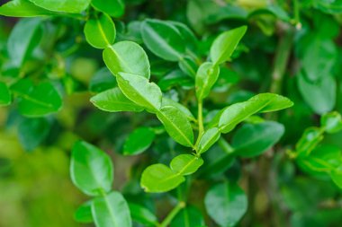 Ağaç üzerinde Bergamot yeşil yaprak : sağlıklı bitki