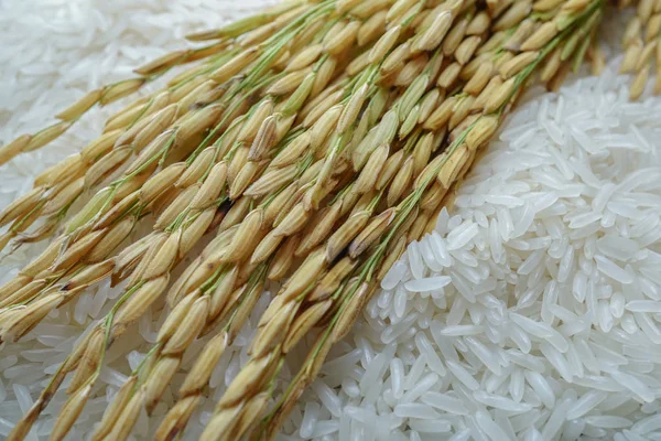 農業ファームから金の粒とジャスミンの白い米 — ストック写真