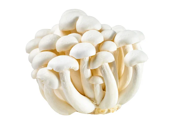 Shimeji Funghi Bunapi Bianchi Freschi Dall Asia Sfondo Bianco — Foto Stock