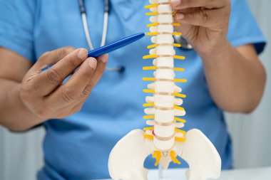 Ortopedi bölümünde tedavi için omurga iskeleti ve sinir modeline sahip bir doktor..