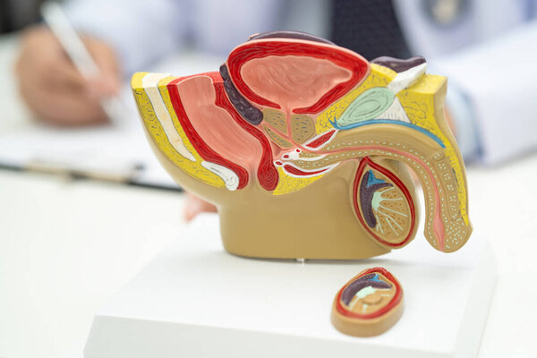 Male reproductive system, Asian doctor holding human anatomy model for study diagnosis and treatment in hospital.