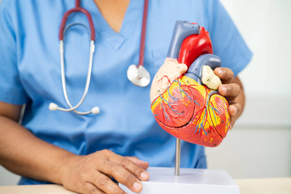 CVD сердечно-сосудистых заболеваний, азиатский врач с анатомической моделью человека для изучения и лечения сердечных заболеваний.