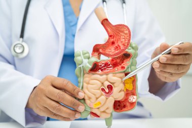 Midesi ve bağırsağı olan sindirim sistemi, Asyalı doktor hastanede teşhis ve tedavi için insan anatomisi modeli tutuyor..