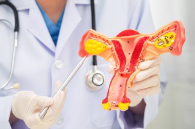 Rahim, hastanede teşhis ve tedavi için insan anatomisi modeli tutan doktor..
