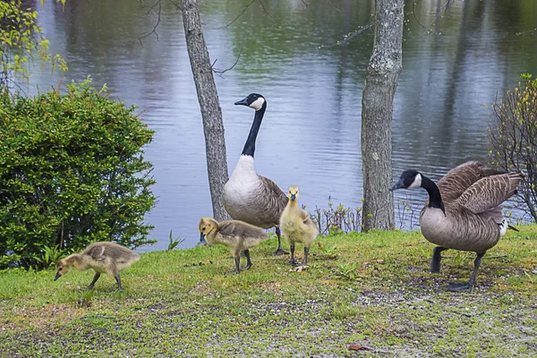 Canadian Geese Family Outing — Stock Photo, Image