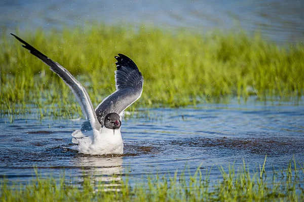 Gaviota Riendo Disfrutando Baño — Foto de Stock