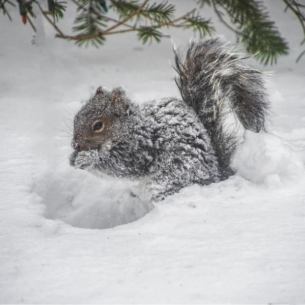 雪覆われた吹雪の間にいくつかの種子やナッツを食べるリス — ストック写真